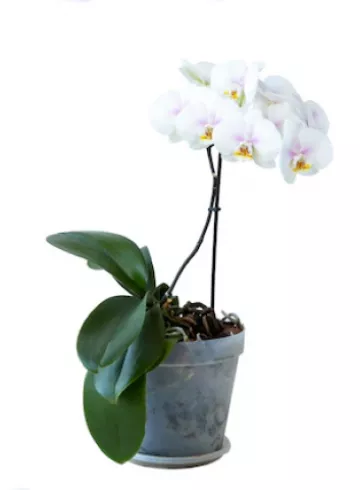 Орхидея белая от интернет-магазина цветов в 